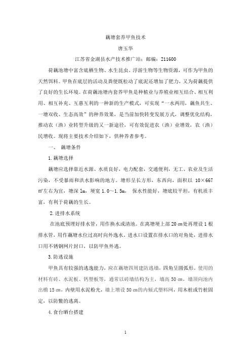 藕塘套养甲鱼技术