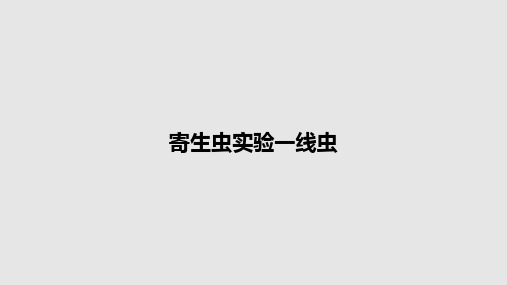 寄生虫实验一线虫PPT教案