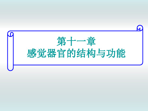 第十一章 感觉器官的结构与功能