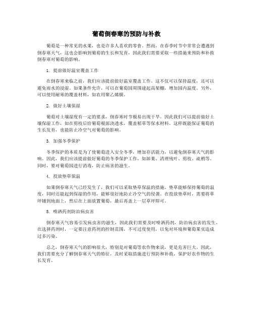 葡萄倒春寒的预防与补救