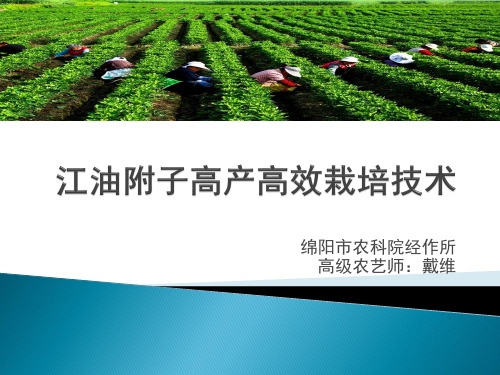江油附子栽培技术