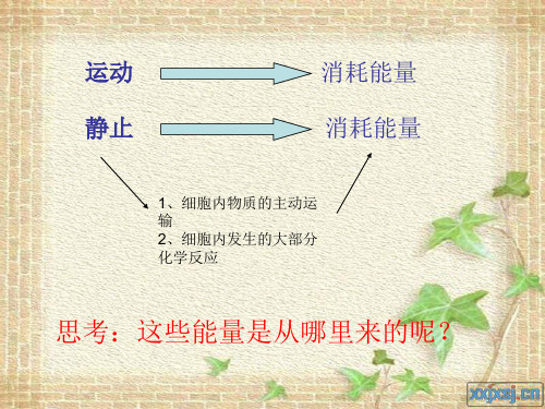高一生物ATP及ATP与ADP转化