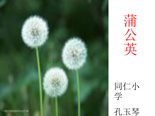 蒲公英PPT课件