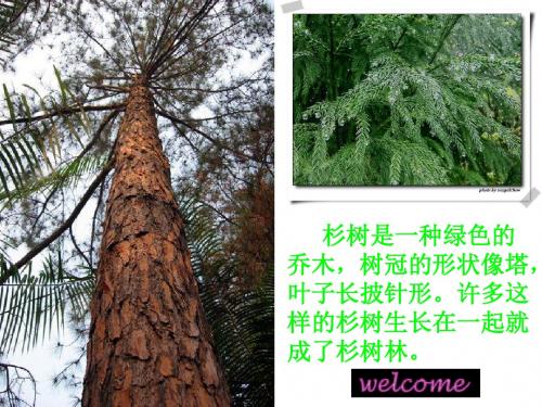 1快乐的杉树林