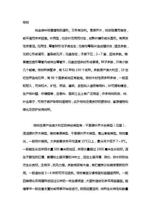 桉树