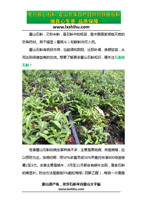 霍山石斛栽种