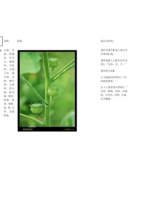 常见植物