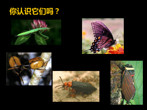 我和昆虫PPT课件