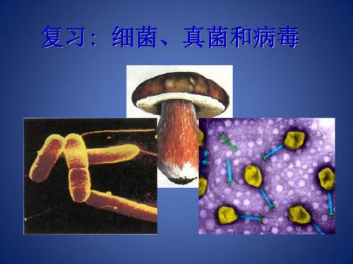 八年级生物上册 5.4.3真菌课件 (新版)新人教版