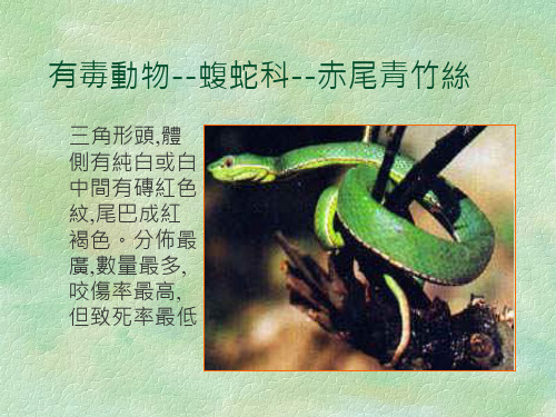 有毒动物--蝮蛇科--赤尾青竹丝