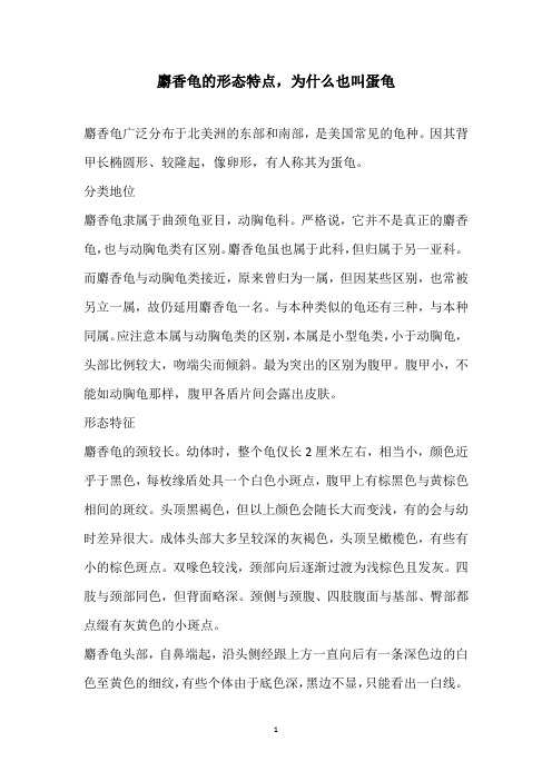 麝香龟的形态特点,为什么也叫蛋龟