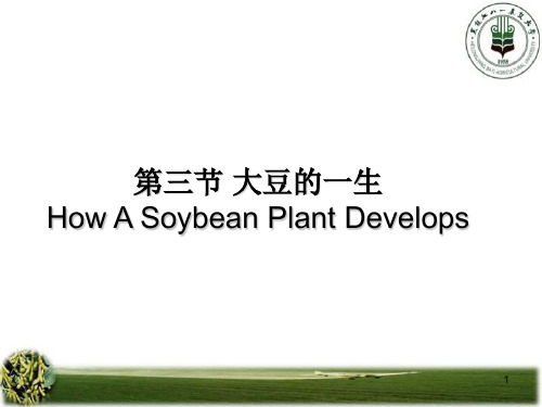 第三节 大豆的一生优秀PPT