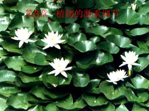 人教版教学课件植物生长素的发现课件
