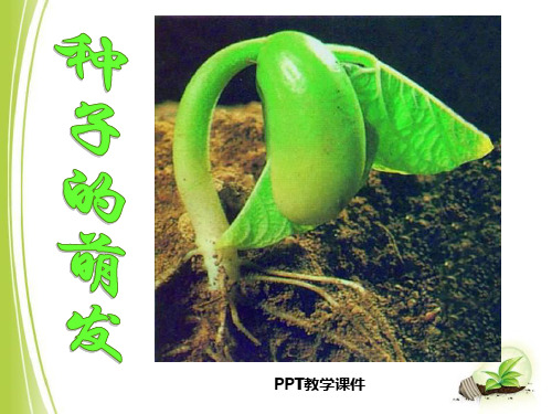第一节、种子的萌发精品课件