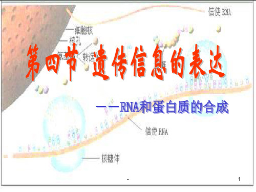 遗传信息的表达PPT课件