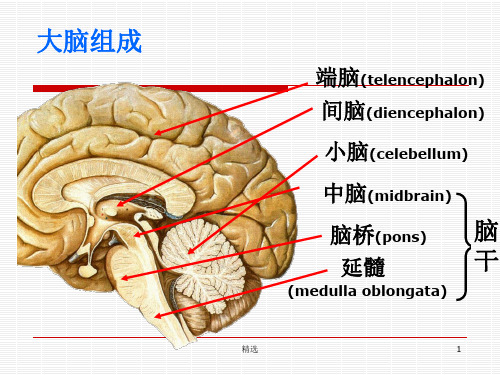 脑叶功能ppt课件