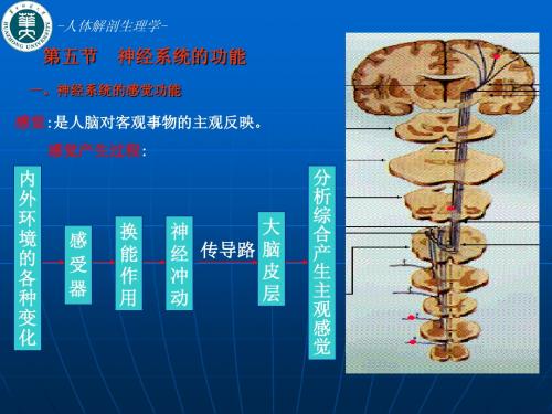 人体解剖生理学   第三章 神经系统的功能