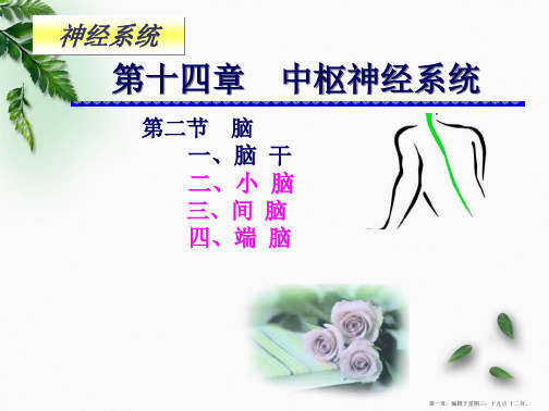 201509解剖学-神经系统-小脑、间脑、端脑(临床专业)