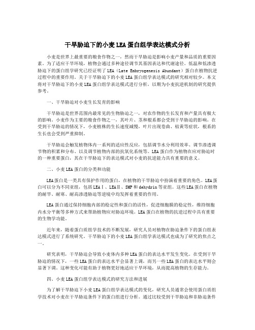 干旱胁迫下的小麦LEA蛋白组学表达模式分析