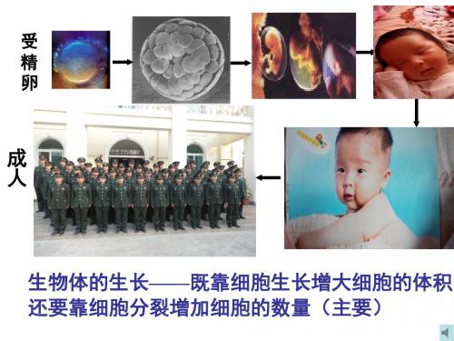 有丝分裂16张 PPT课件