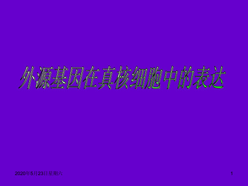 分子生物学：真核生物表达系统