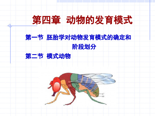 动物的发育模式
