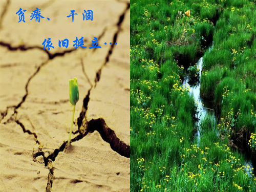 小说《活着》介绍 ppt课件