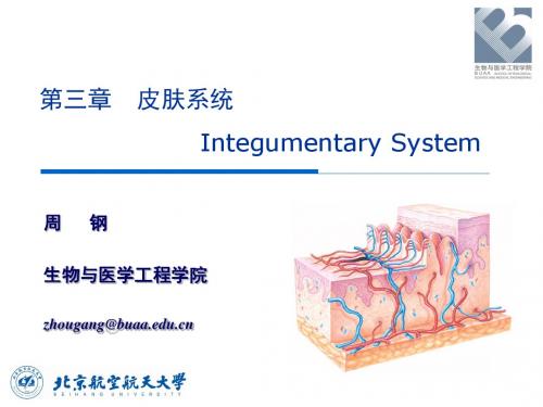 大学精品课件：表皮