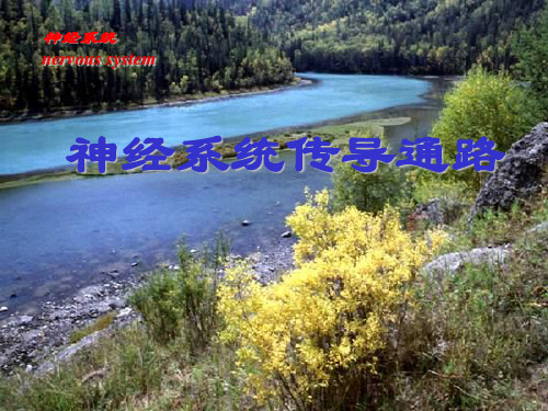 神经系统传导通路ppt课件