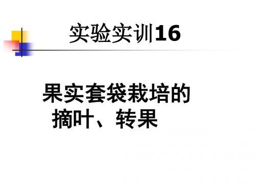 实验实训16  果实套袋栽培的摘叶、转果