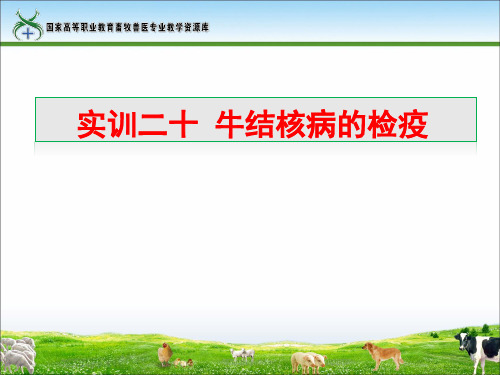 实训20牛结核病的检疫实训课件.