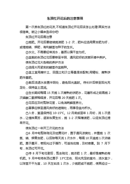 朱顶红开花后的注意事项