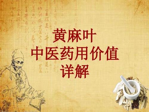 中药学_黄麻叶_药材详解课件模板