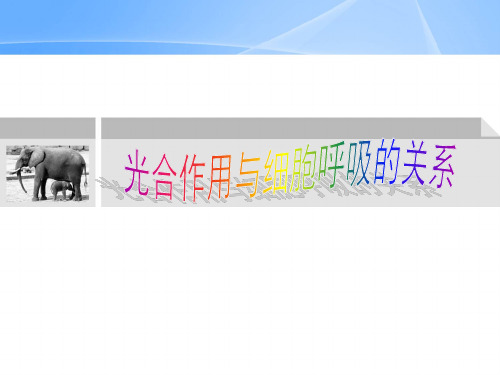 高三一轮复习 光合作用与细胞呼吸的关系 PPT课件