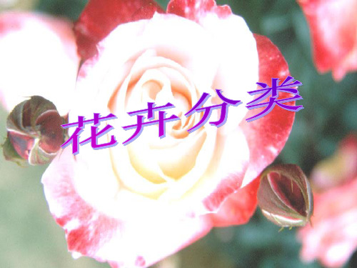 花卉分类