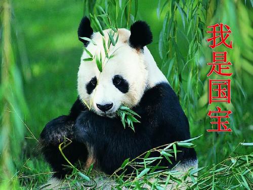 语文A版语文一下《我是国宝》PPT教学课件
