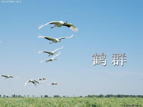 鹤群