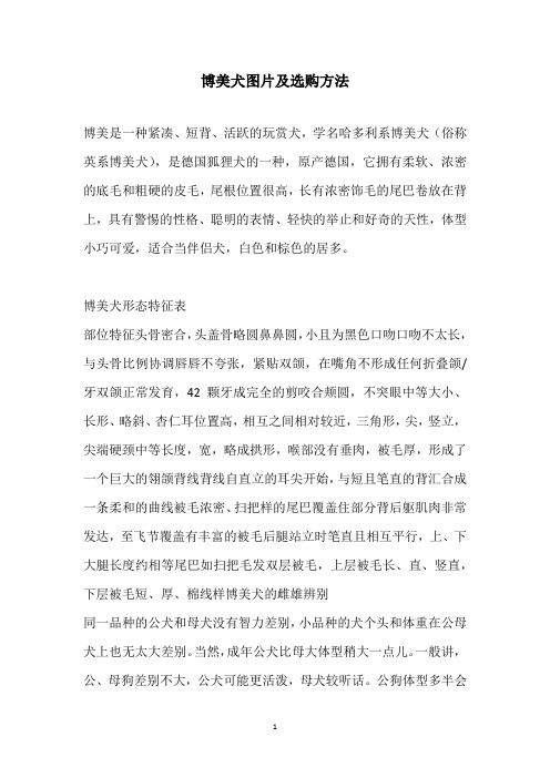 博美犬图片及选购方法