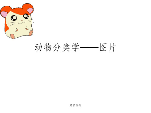 动物分类学——图片