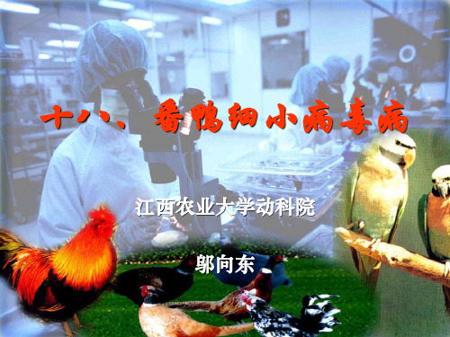 4Q18番鸭细小病毒病