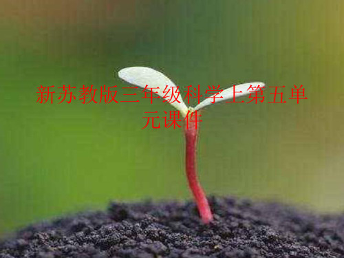 新苏教版三年级科学上第五单元人的呼吸和消化课件