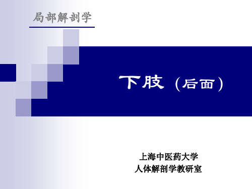 下肢局解(后)