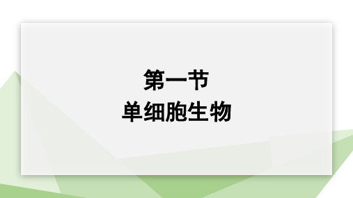 4.1  单细胞生物 课件 初中生物苏教版七年级上册