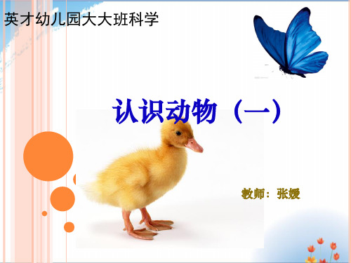 大大班 认识动物优秀课件PPT