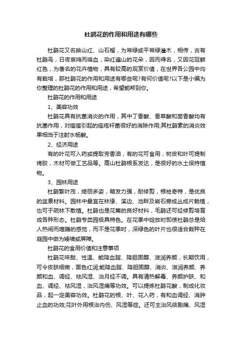 杜鹃花的作用和用途有哪些