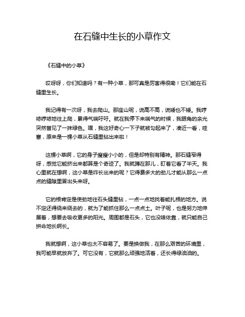 在石缝中生长的小草作文