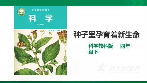 教科版四年级下册科学：1.1《种子里孕育着新生命》 精品课件1