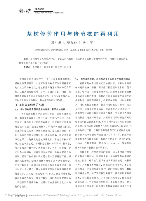 茶树修剪作用与修剪枝的再利用_郑生宏