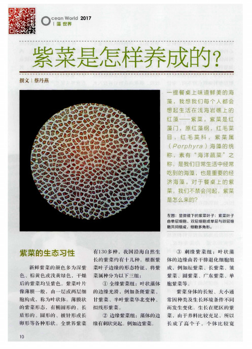 紫菜是怎样养成的？