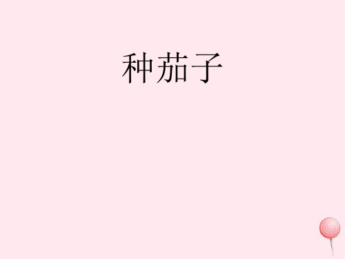 四年级科学下册第四单元生长与变化第11课种茄子课件3冀教版